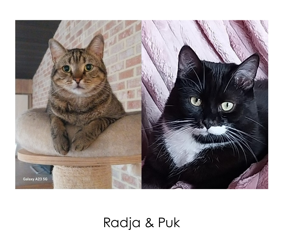 Picture of Radja