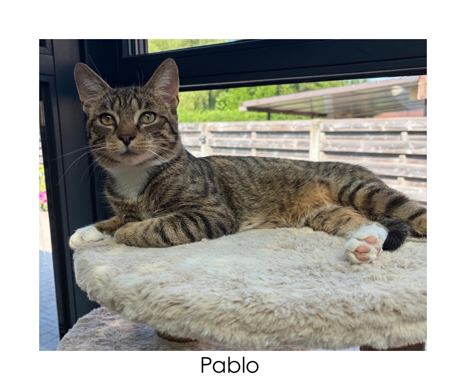 Picture of Pablo